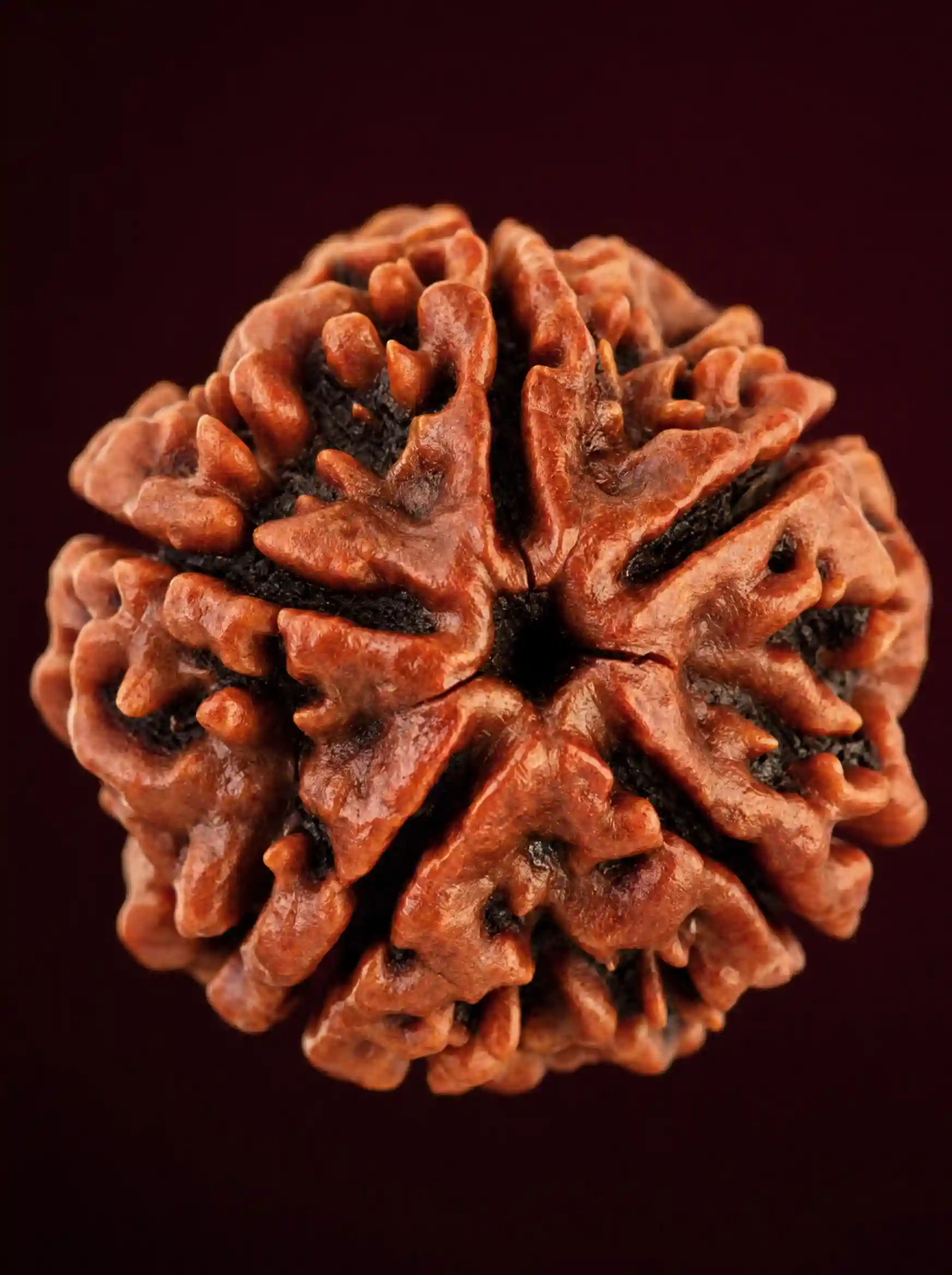 5 Mukhi Nepali Rudraksha (Gift Pack)